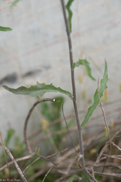  Andryale à feuilles entières 
