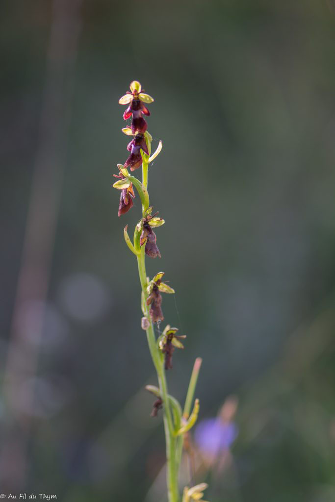  Ophrys mouche 