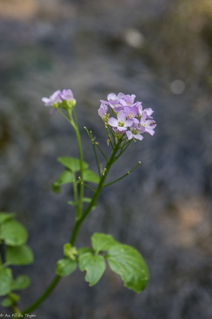  Cardamine à feuilles de radis  