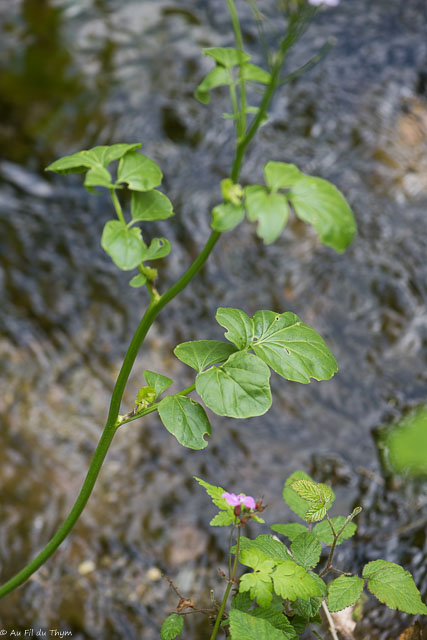  Cardamine à feuilles de radis  