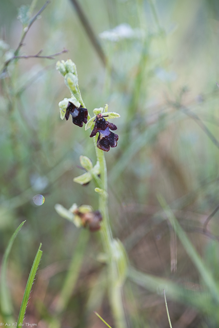  Orchis  insectifera x purpurea (hybride) 