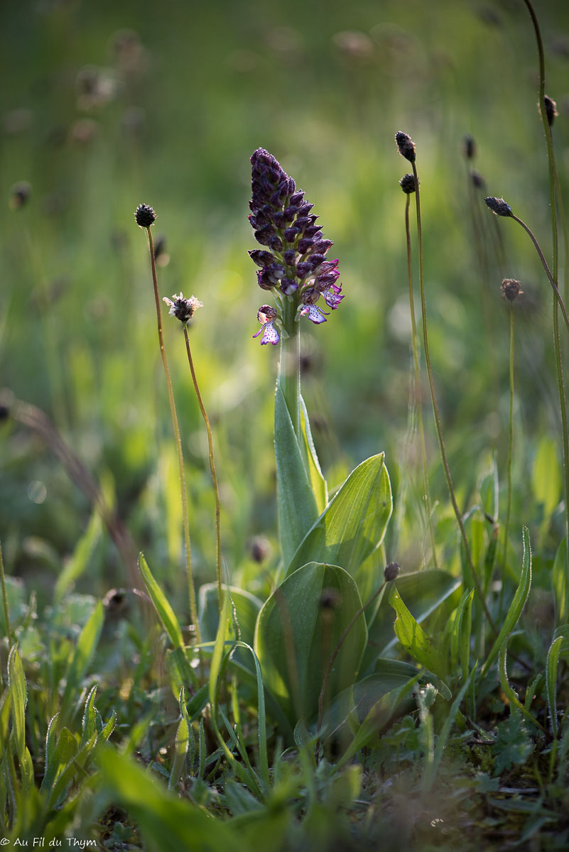  Orchis pourpre 