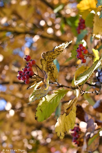 Photographie Plante