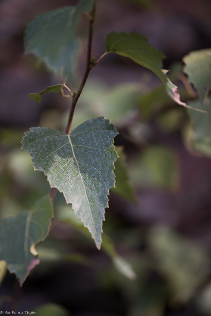 Photographie Plante