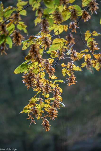 Photographie Plante