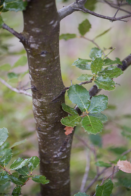 Photographie Plante