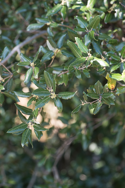 Photographie Plante
