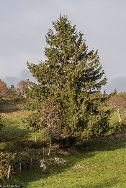 Photographie Plante