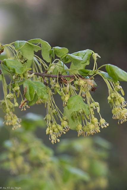 Photographie Plante
