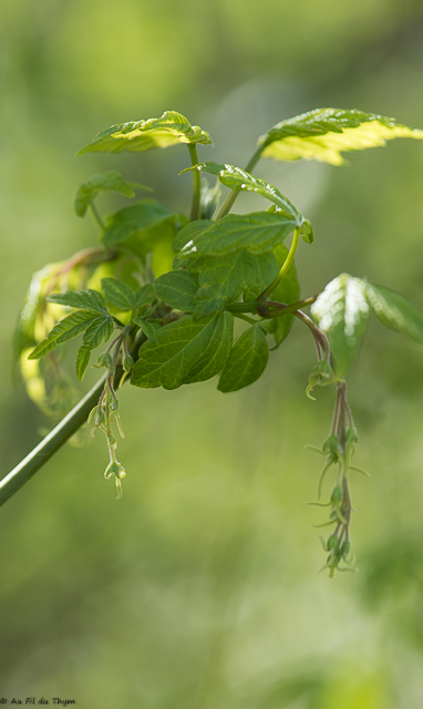 Photographie Plante