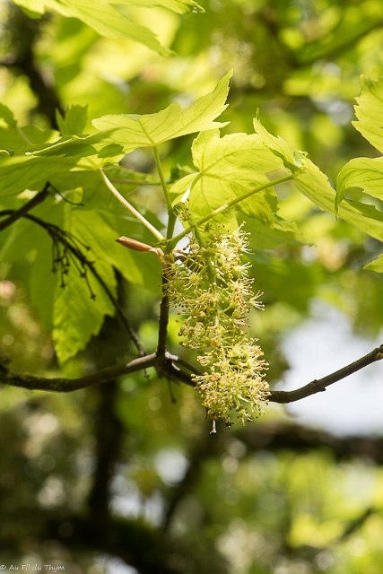 Photographie Plante