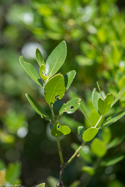 Photographie Plante