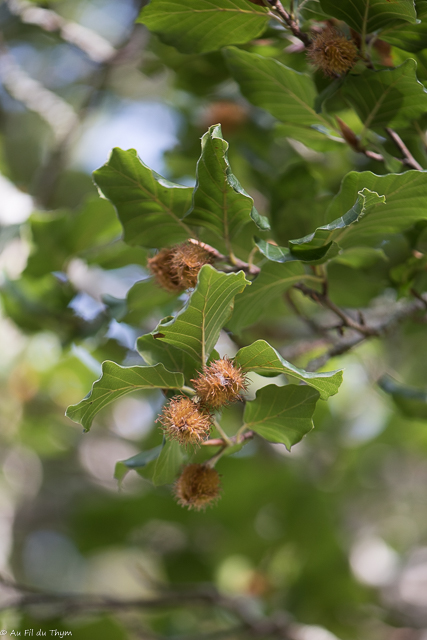 Photographie Plante