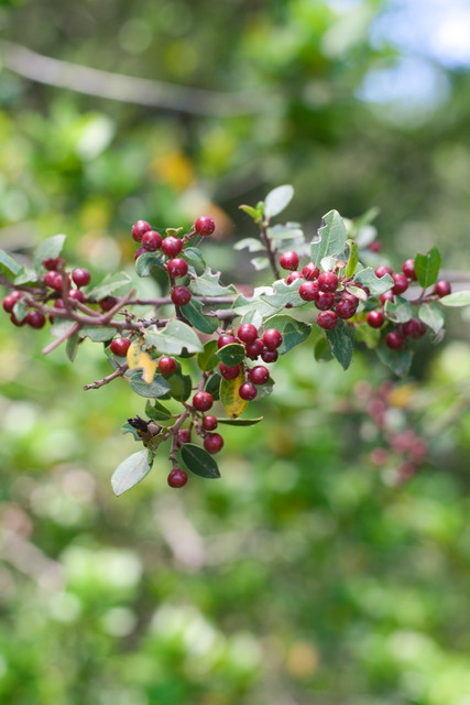 Photographie Plante