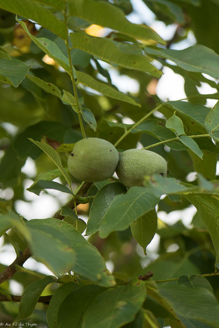 Photographie Plante