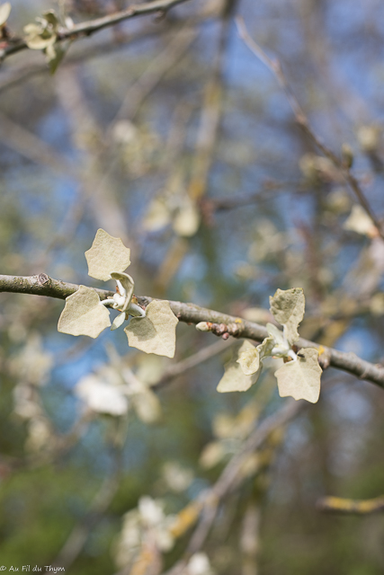 Photographie Plante