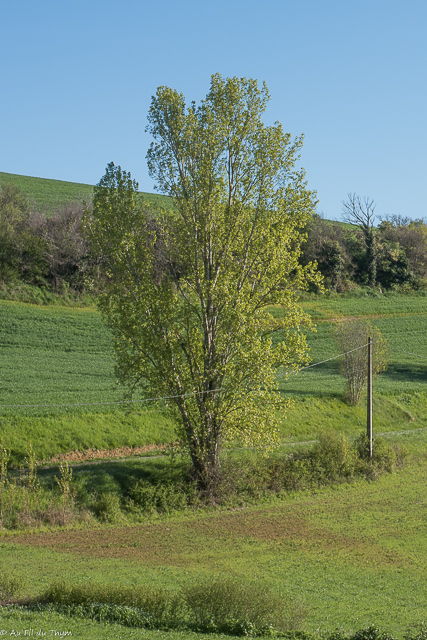 Photographie Plante