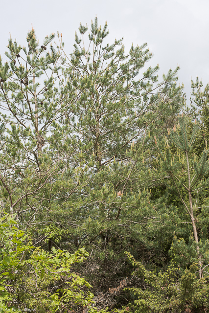 Photographie Plante