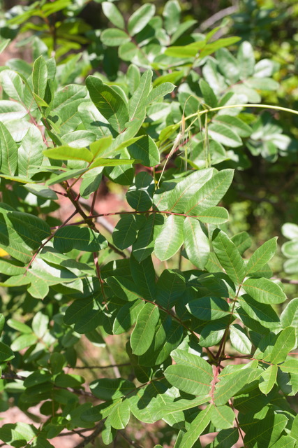 Photographie Plante
