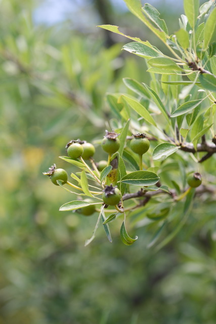 Photographie Plante