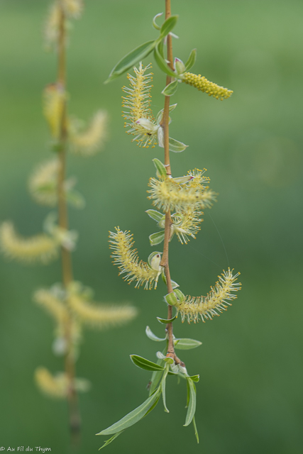 Photographie Plante