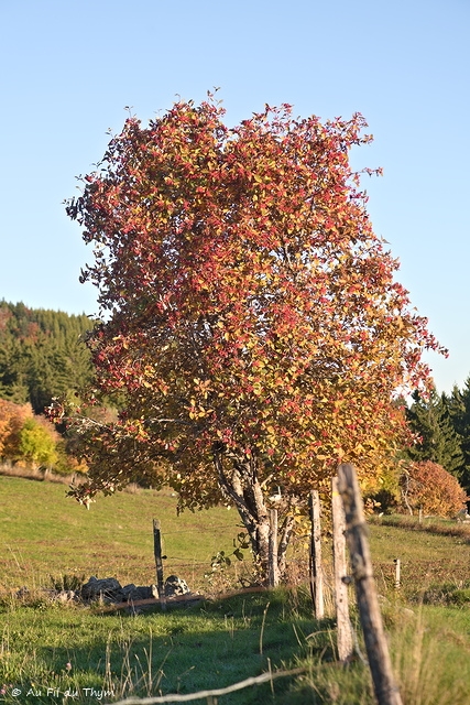 Photographie Plante