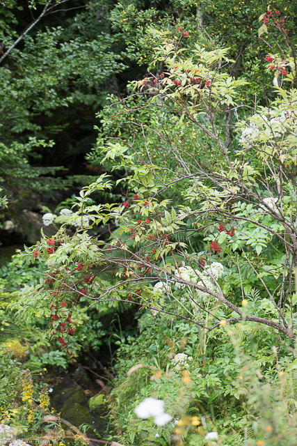 Photographie Plante