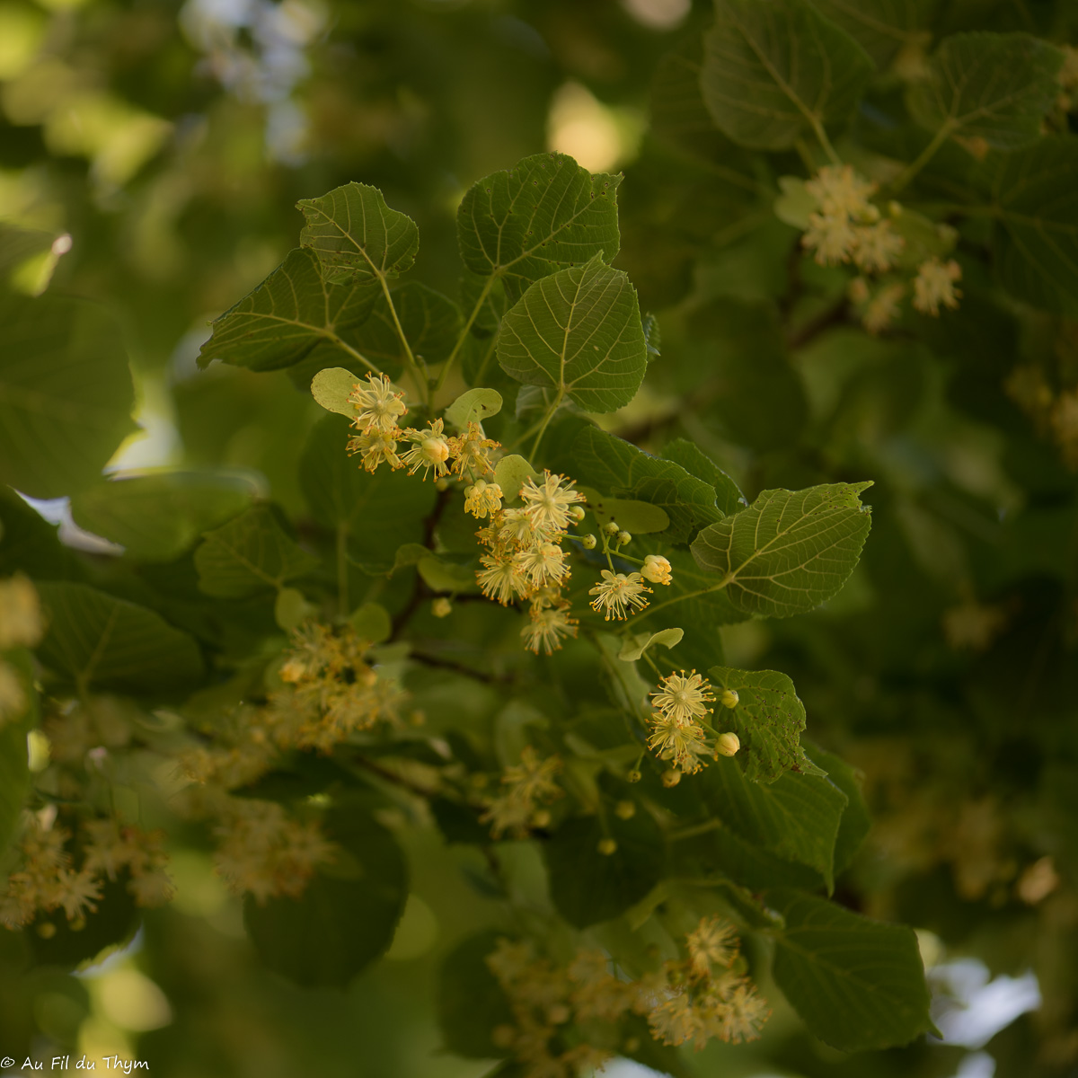 Photographie Plante