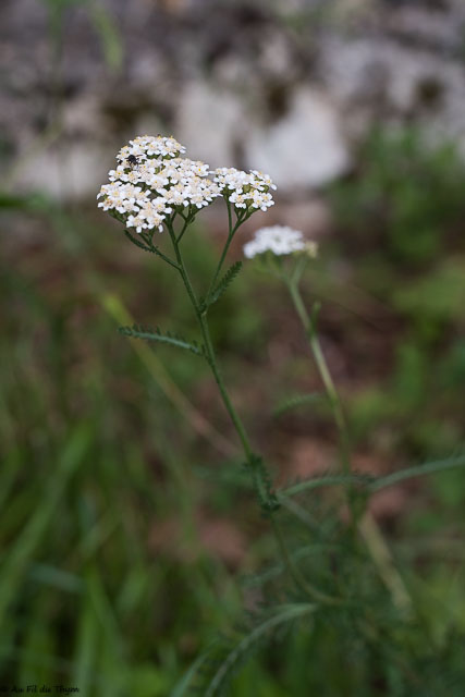 Photographie Plante