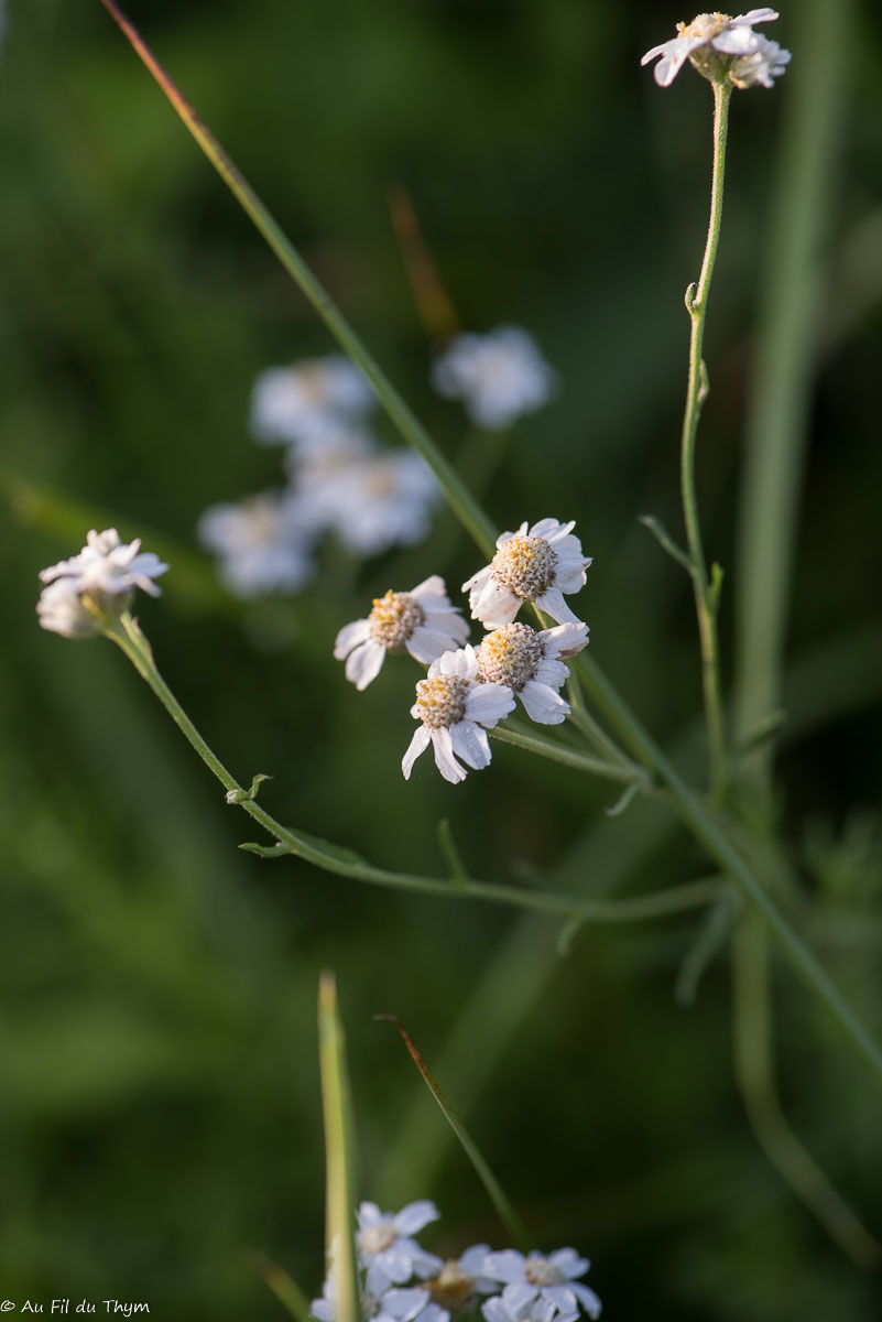Photographie Plante