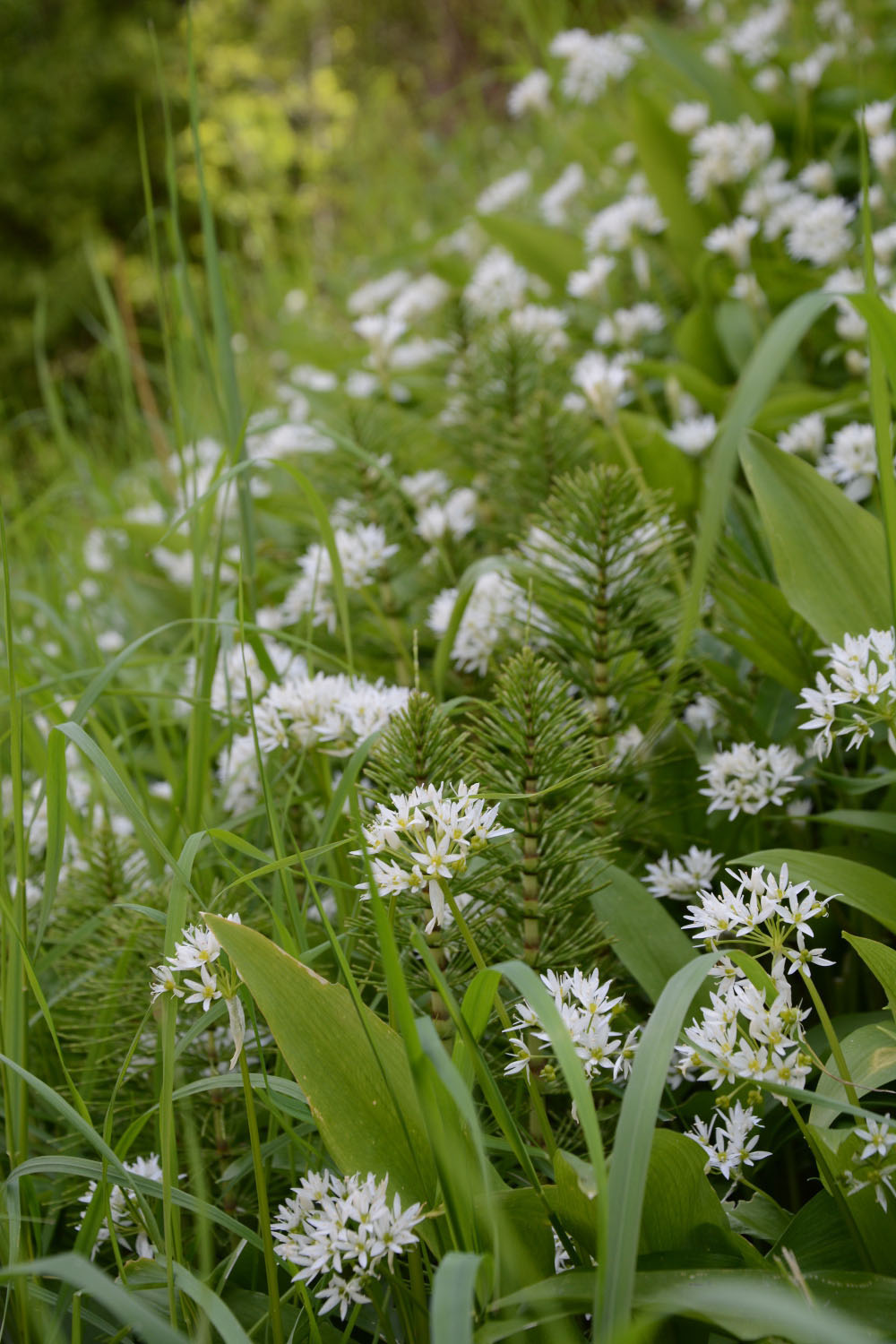 Photographie Plante
