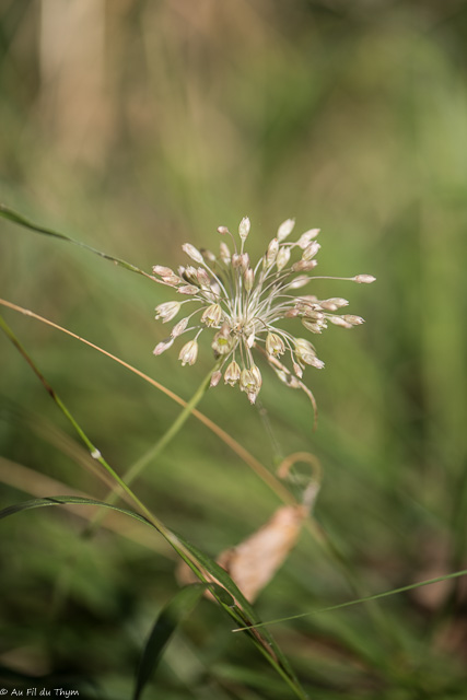 Photographie Plante