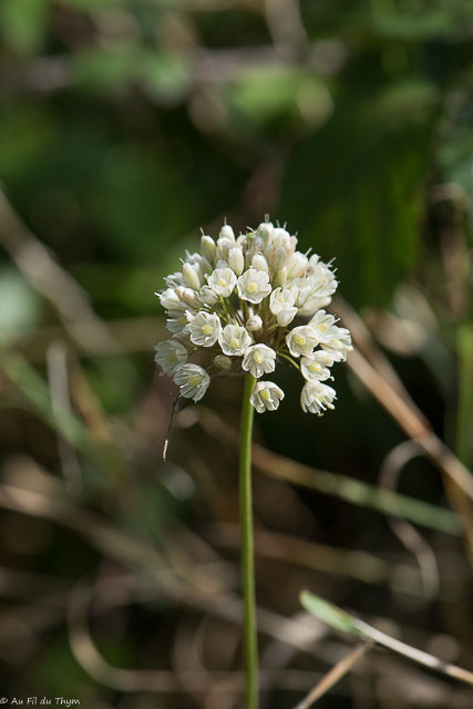 Photographie Plante