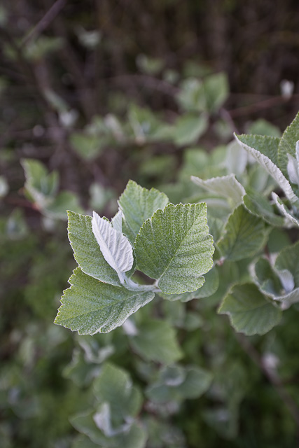 Photographie Plante