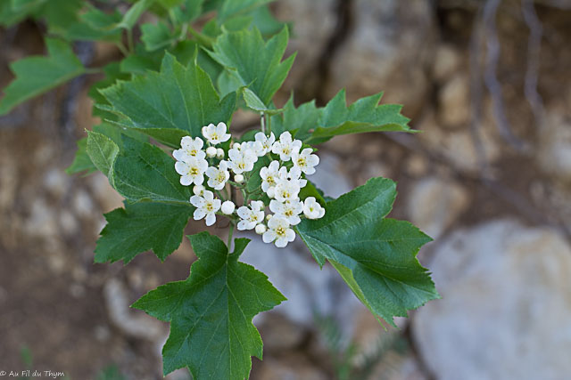 Photographie Plante