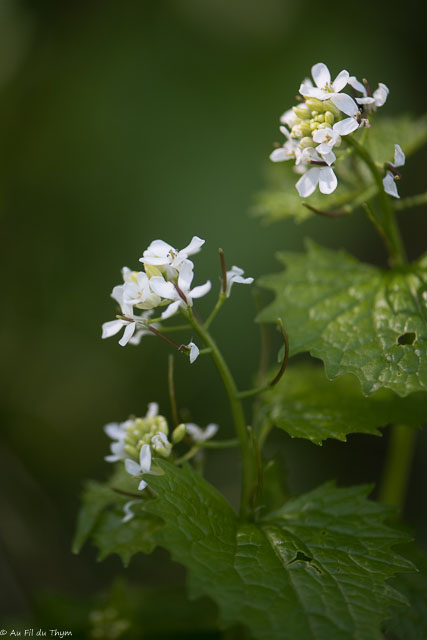 Photographie Plante