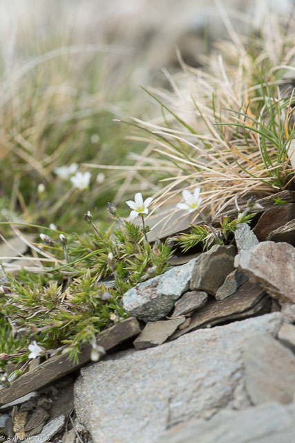 Photographie Plante