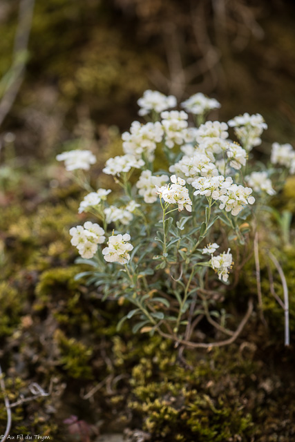 Photographie Plante