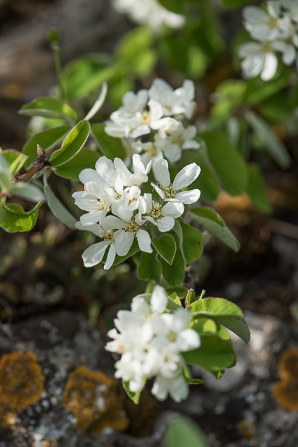 Photographie Plante