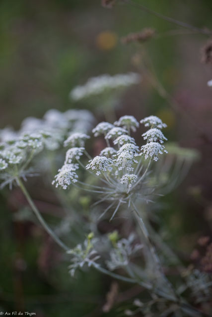 Photographie Plante