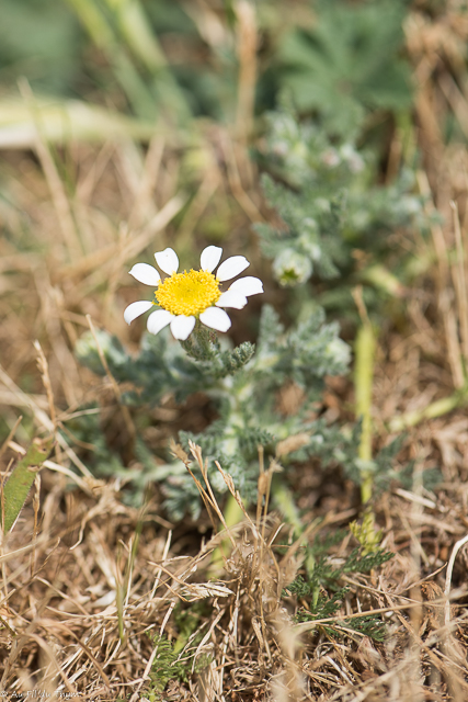 Photographie Plante