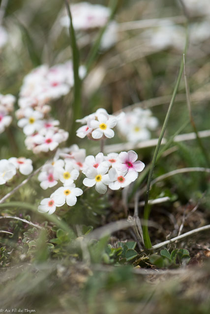 Photographie Plante