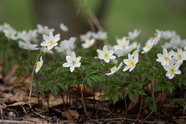 Photographie Plante