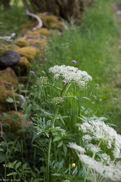 Photographie Plante