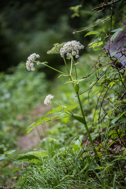 Photographie Plante