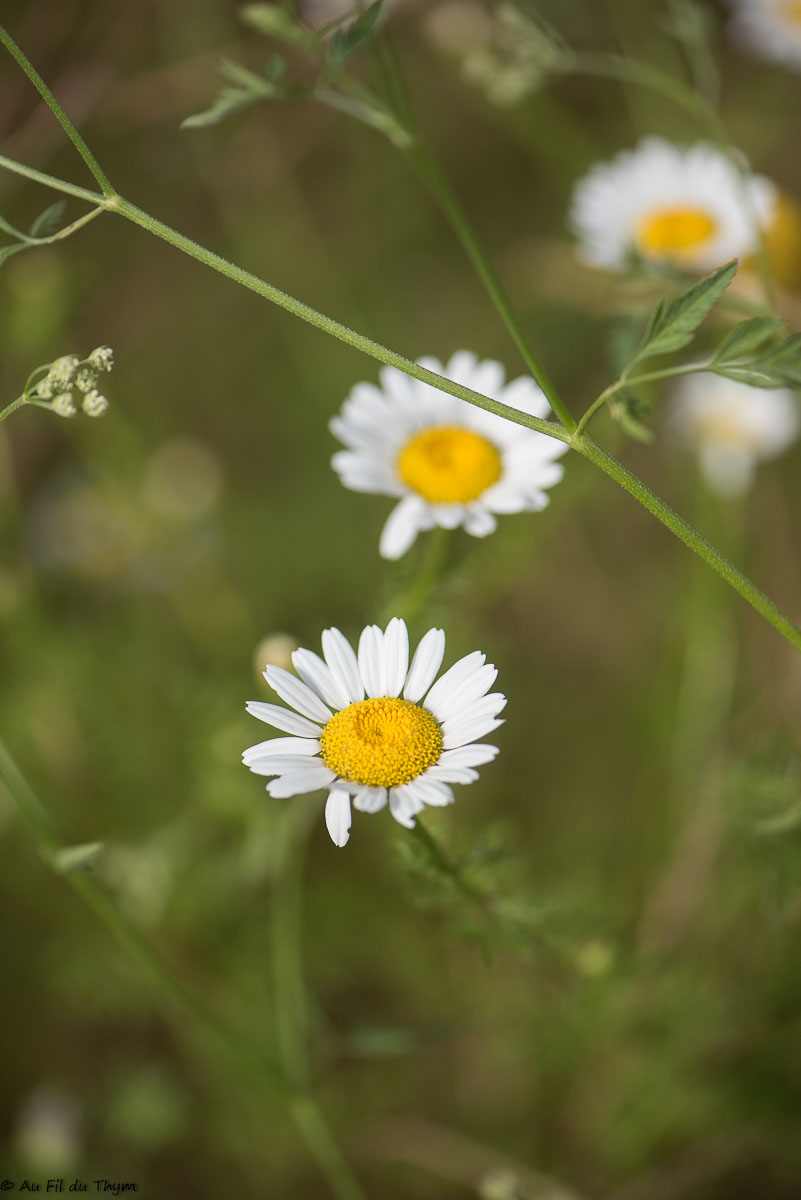 Photographie Plante