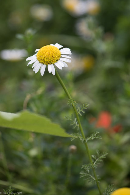 Photographie Plante