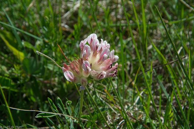 Photographie Plante