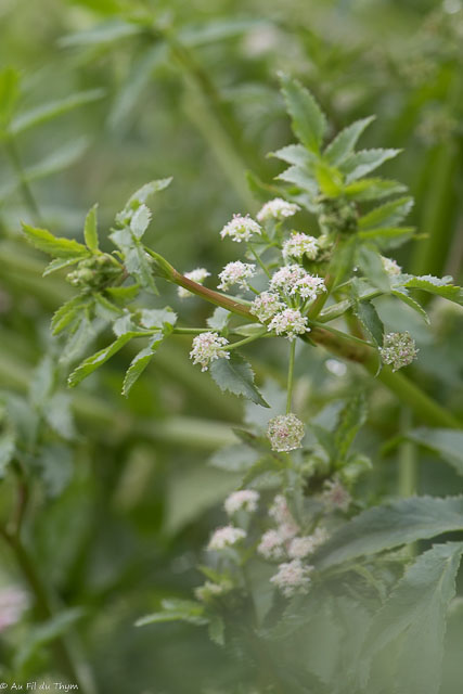 Photographie Plante
