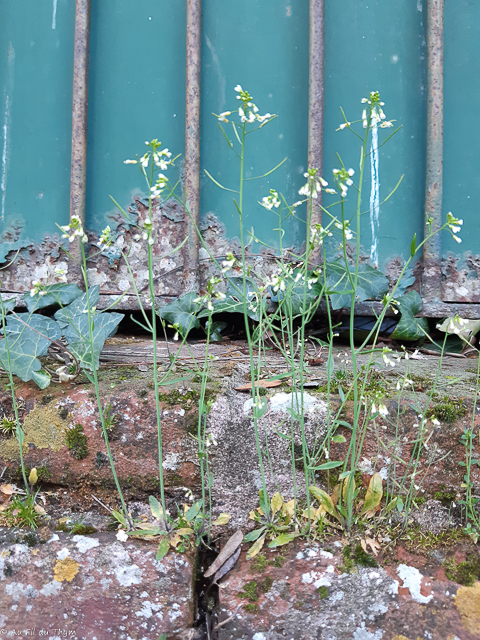 Photographie Plante